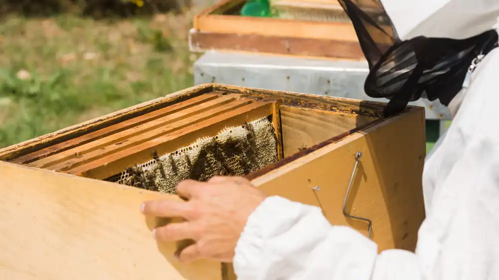 que es la apicultura abejas